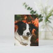 Straat Collie Autumn Briefkaart (Staand voorkant)
