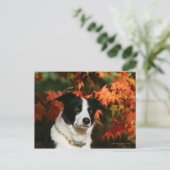 Straat Collie Autumn Briefkaart (Staand voorkant)