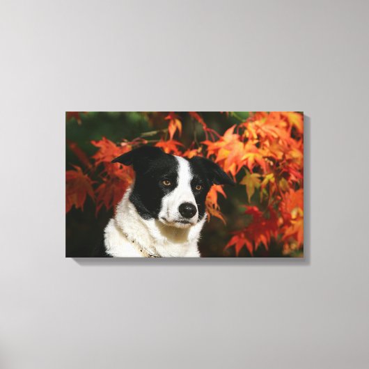 Straat Collie Autumn Canvas Afdruk (Voorkant)