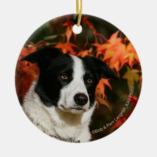 Straat Collie Autumn Keramisch Ornament (Voorkant)