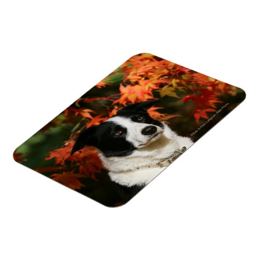 Straat Collie Autumn Magneet (Linkerzijde)