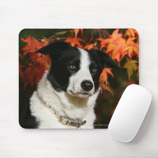 Straat Collie Autumn Muismat (Met muis)