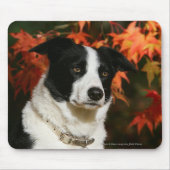 Straat Collie Autumn Muismat (Voorkant)