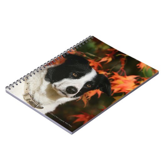 Straat Collie Autumn Notitieboek (Linkerzijde)