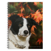 Straat Collie Autumn Notitieboek (Voorkant)