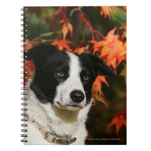 Straat Collie Autumn Notitieboek (Voorkant)