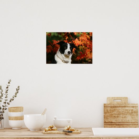 Straat Collie Autumn Poster (Keuken)