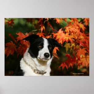 Straat Collie Autumn Poster