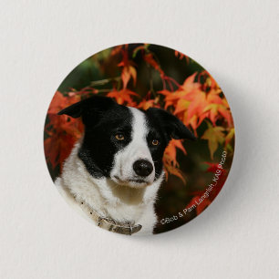 Straat Collie Autumn Ronde Button 5,7 Cm