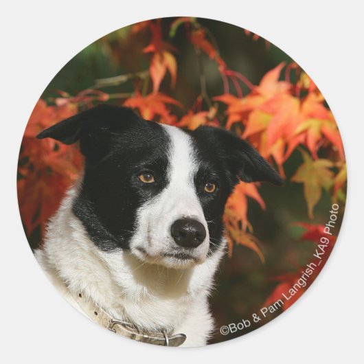 Straat Collie Autumn Ronde Sticker (Voorkant)