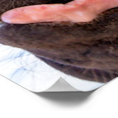 Straight from the Horse's Mouth Funny Animal Poster (Hoek)