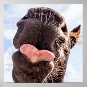 Straight from the Horse's Mouth Funny Animal Poster