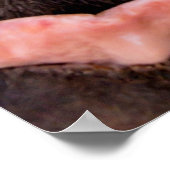 Straight from the Horse's Mouth Funny Animal Poster (Hoek)