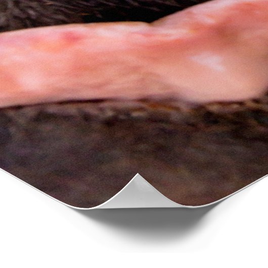 Straight from the Horse's Mouth Funny Animal Poster (Hoek)