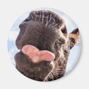 Straight from the Horse's Mouth Funny Horse Photo Magneet