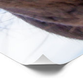 Straight from the horse's mouth grappige animal foto afdruk (Hoek)