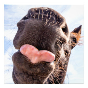 Straight from the horse's mouth grappige animal foto afdruk
