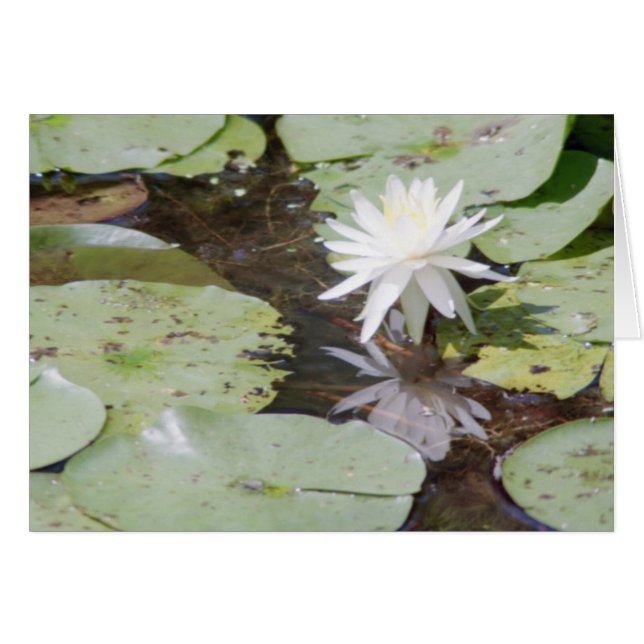 stralen vangen (Voorkant Horizontaal)