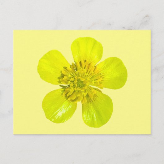 Stralende Buttercup Bloem - transparant. Kaart (Voorkant)