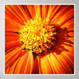 Stralende Oranje Bloem Macro Muurkunst Afdruk Foto Poster