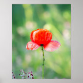 Stralende Rode Klaproos Poster (Voorkant)