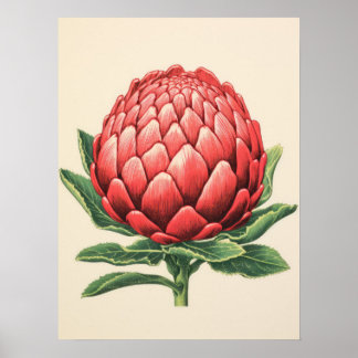 Stralende Rode Protea Bloem Poster