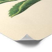 Stralende rode proteasebloesem poster (Hoek)