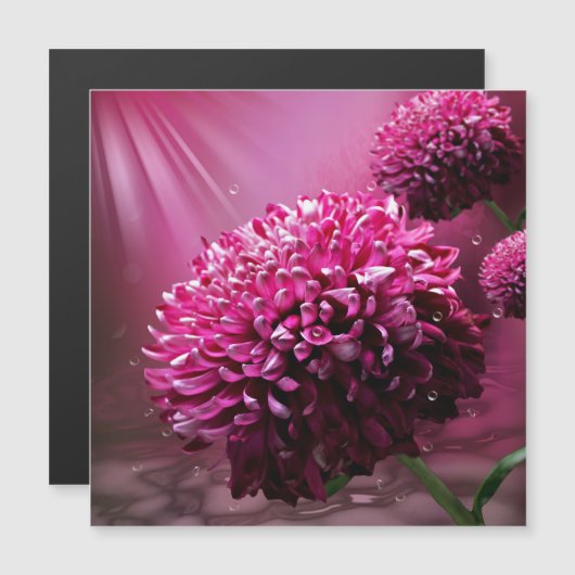Stralende Roze Chrysanthemum Bloem Magnetische Uitnodiging (Voorkant / Achterkant)