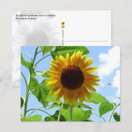 Stralende zonnebloem, Provence, Frankrijk -  Briefkaart