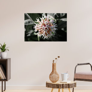 Stralende Zuiverheid: Witte Showy Milkweed Flower  Poster