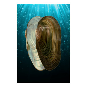 Strand Ocean Sea Shells Perfect Poster