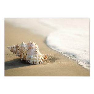 Strand Schelp Foto Afdruk