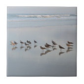 Strand Shore Birds Natuur Foto Schilderachtig Kust Tegeltje (Voorkant)