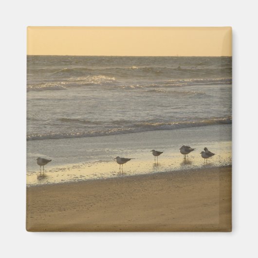 Strand Terns Vogels Zonsopkomst Oceaan Fotografie Magneet (Voorkant)