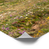 Strand van de beer poster (Hoek)