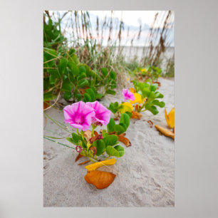 Stranddagbloem (Ipomoea Stolonifera) Poster