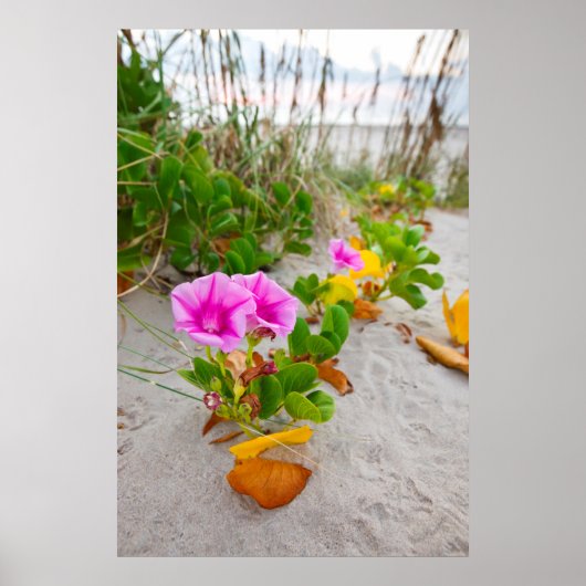 Stranddagbloem (Ipomoea Stolonifera) Poster (Voorkant)