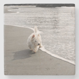 Strandkamende Westie-hond Foto Stenen Onderzetter