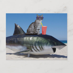 STRANDKAT OP SHARK GRAPPIG BRIEFKAART