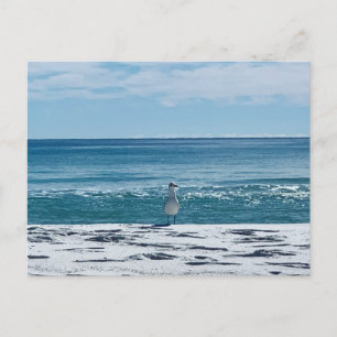 Strandmeeuw Originele Vogel Fotografie Briefkaart