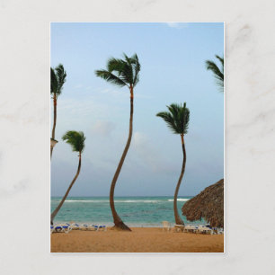 Strandpalm Briefkaart