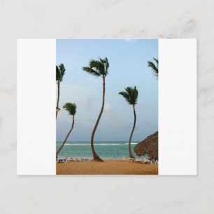 Strandpalm Briefkaart