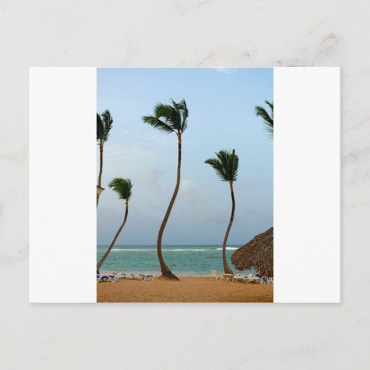 Strandpalm Briefkaart (Voorkant)