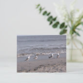strandvogels briefkaart (Staand voorkant)