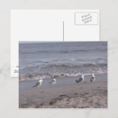 strandvogels briefkaart (Voorkant / Achterkant)
