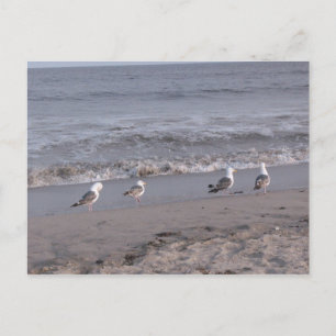 strandvogels briefkaart