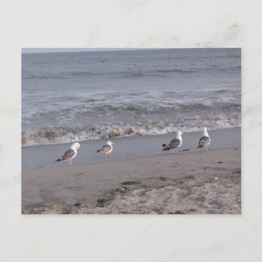 strandvogels briefkaart (Voorkant)