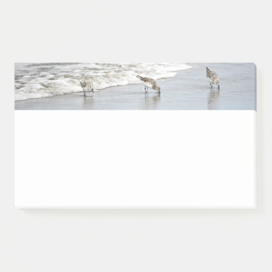 Strandvogels in het Surf 10x6 Notities Post-it® Notes (Voorkant)