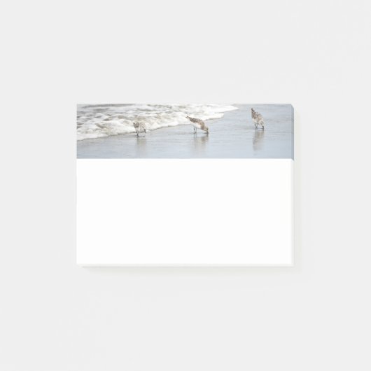 Strandvogels in het Surf 4x6 Noten Post-it® Notes (Voorkant)