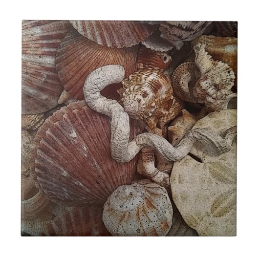 Strandzeeschelpen Zanddollar Tegeltje (Voorkant)